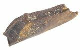 Rooted Hadrosaur Tooth - Two Medicine Formation #43537-1